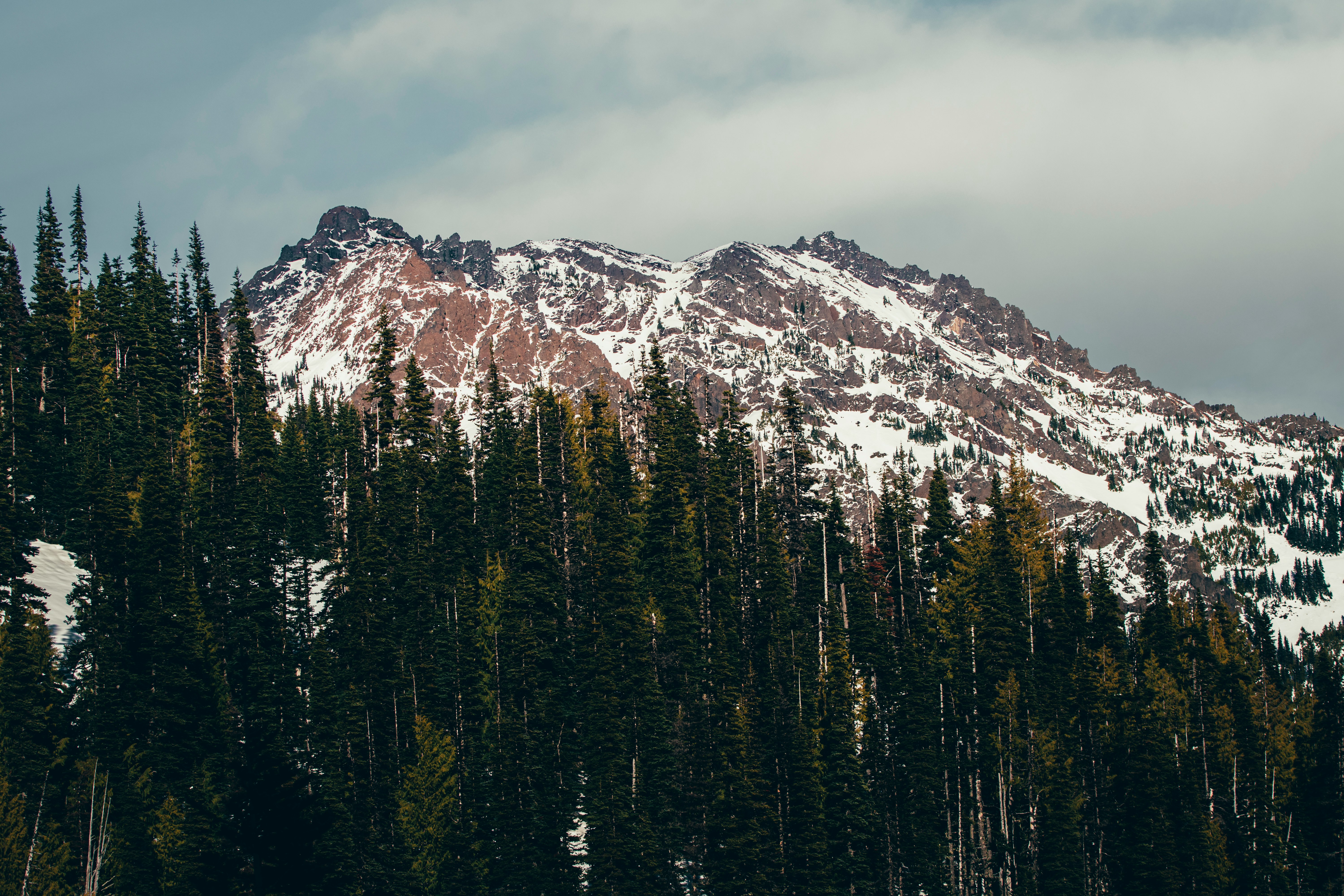 green pine trees near snow covered mountain during daytime